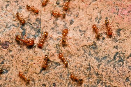 Fire Ant Control