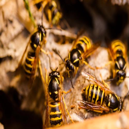 Wasp control 2 mount pleasant sc